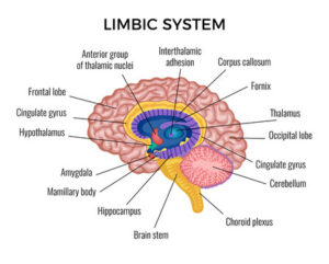 Het limbisch systeem