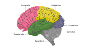 Diagram van de menselijke hersenen met labels die de verschillende gebieden aangeven: de frontale kwab, pariëtale kwab, occipitale kwab, en temporale kwab, de hersenstam en het cerebellum.